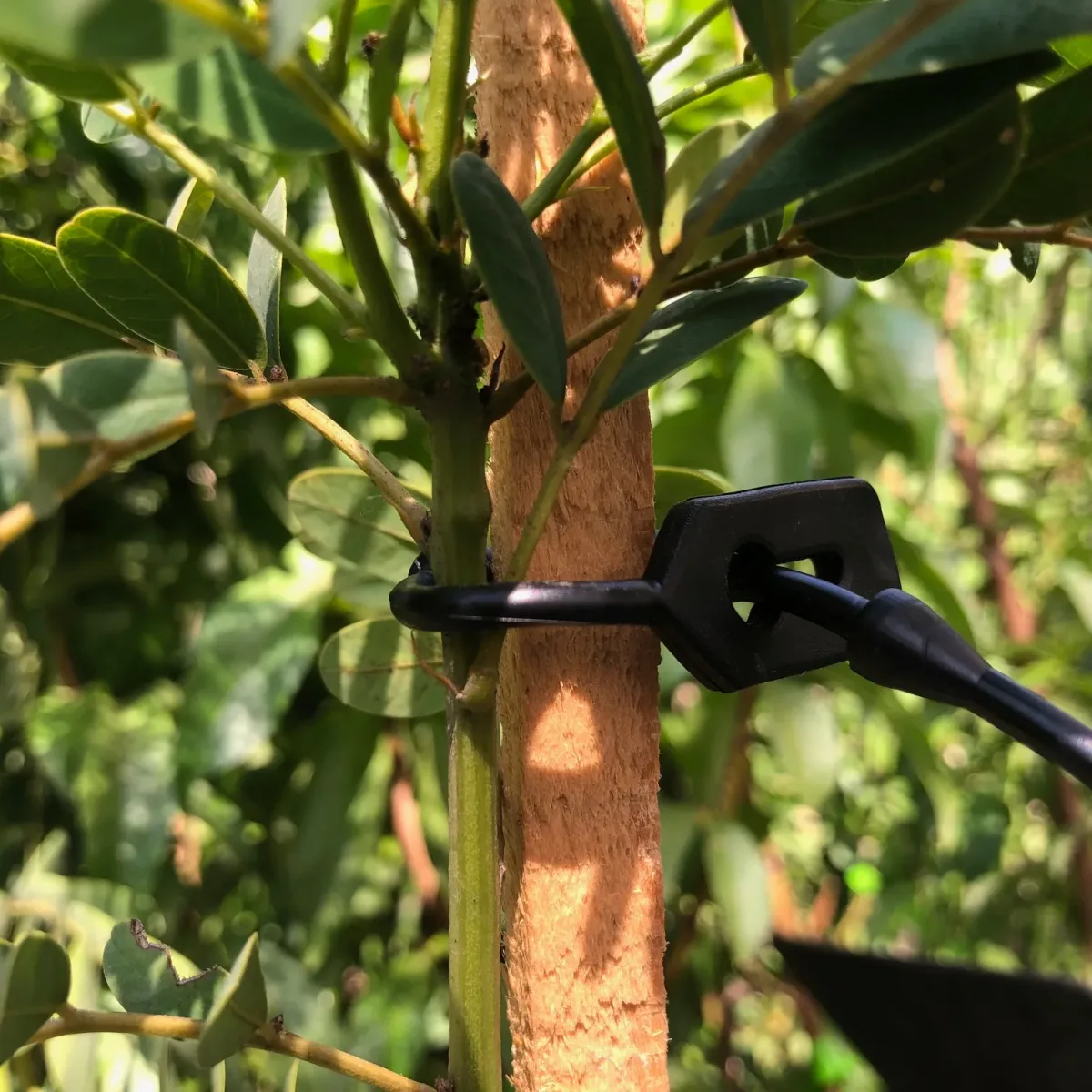 Amarra P/Plantas y Arboles Profesional reutilizable de goma 21 cm1