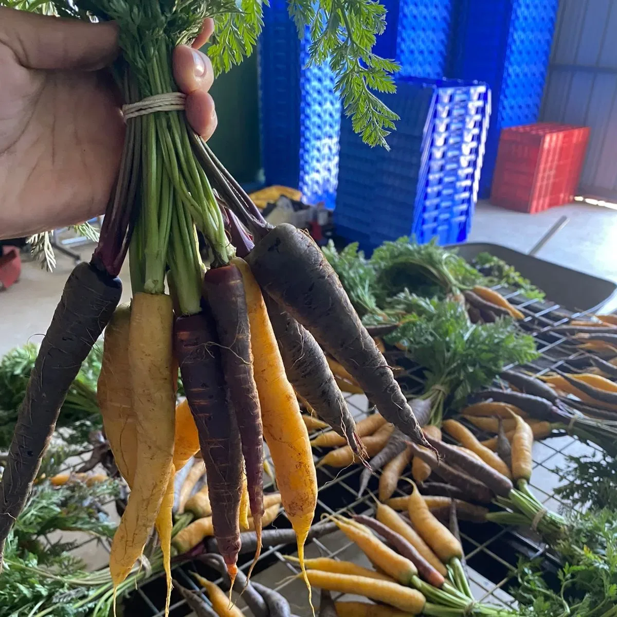 Mix de zanahorias F1 Naranja, amarilla, roja y púrpura 1 gr1