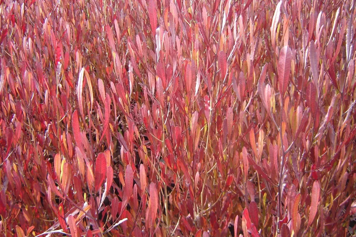 Estenocarpo Rojo Planta en bolsa de 30 cm1