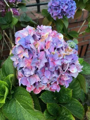Planta Hortensia mediana1