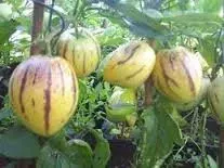 Planta Pepino Dulce Individual Grande2