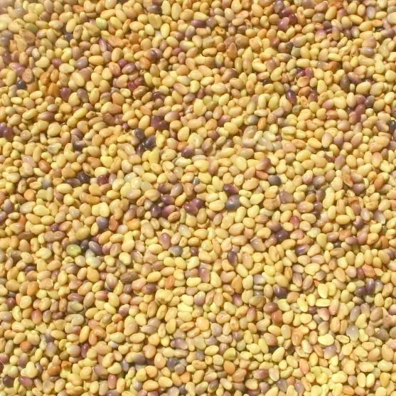 Semillas libres de químicos para brotes Trébol encarnado 1 kg2