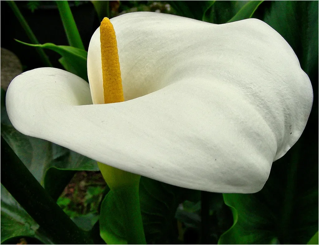 Planta de Cala1