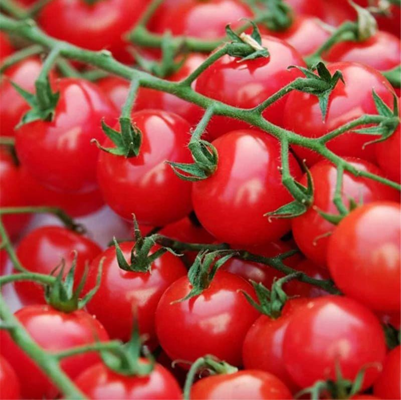Planta de Tomate Cherry Ciliegia1