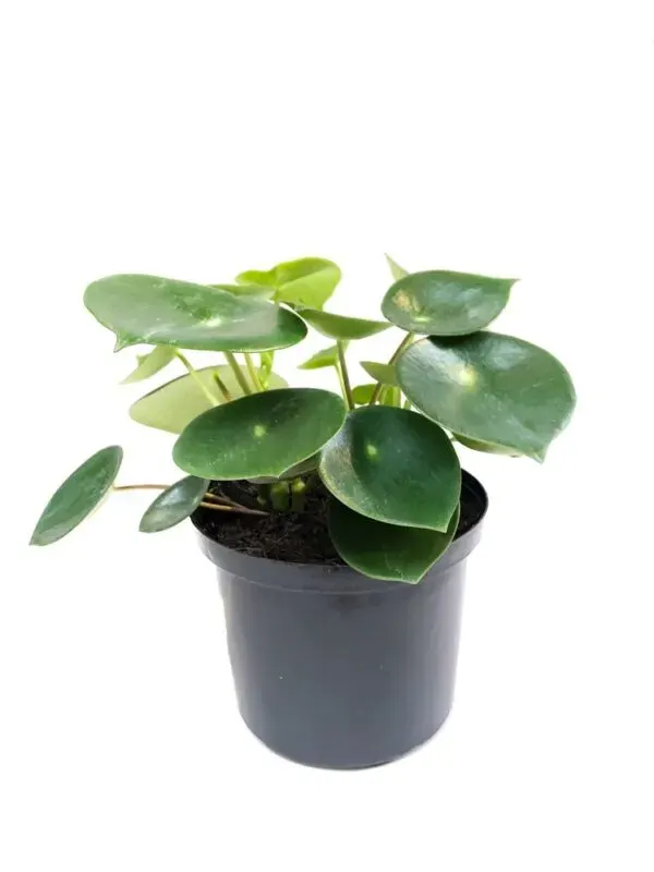 Planta Cucharita pequeña Individual1