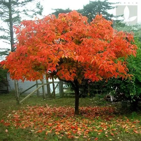 Árbol Frutal Mancaqui Giro1