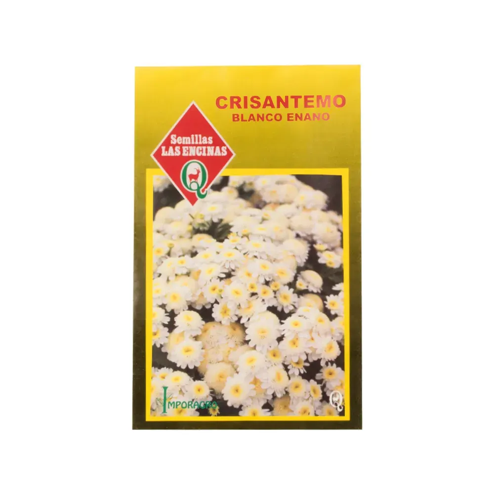 Semillas Sobre Las Encinas Crisantemo Blanco Enano1