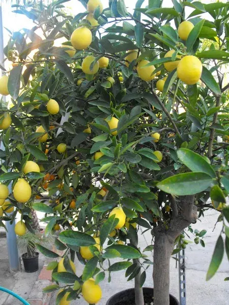 Árbol Frutal Lima Dulce C-351