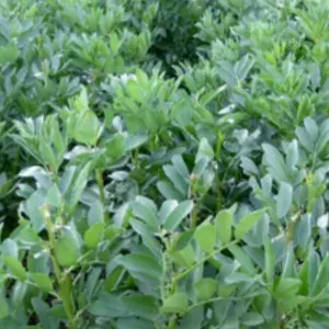 Semilla Haba Agua Dulce Terranova Seeds 5 kg1