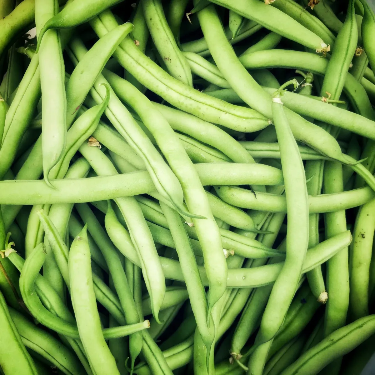 Semilla Poroto Verde Magnum Terranova Seeds 25 Kg1
