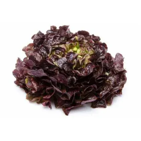 Semillas Lechuga Alpine Organica 3 gr.1