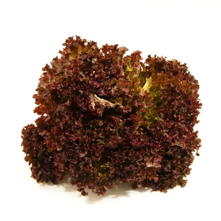 Semillas Lechuga Camila Orgánica 3 grs1