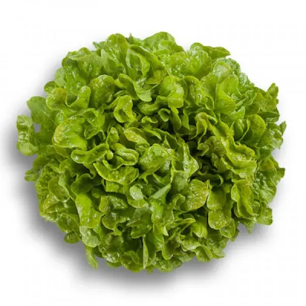 Semillas Lechuga Roble Verde Orgánica 3 grs1