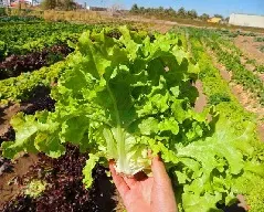 Semillas Lechuga Navajo Orgánica 3 grs1