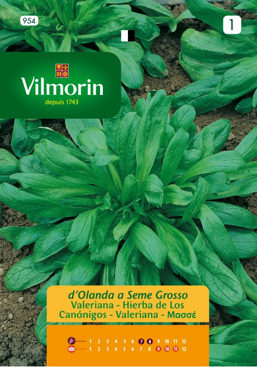 Sobre Semillas Vilmorin Valeriana Hierba Canonigo1
