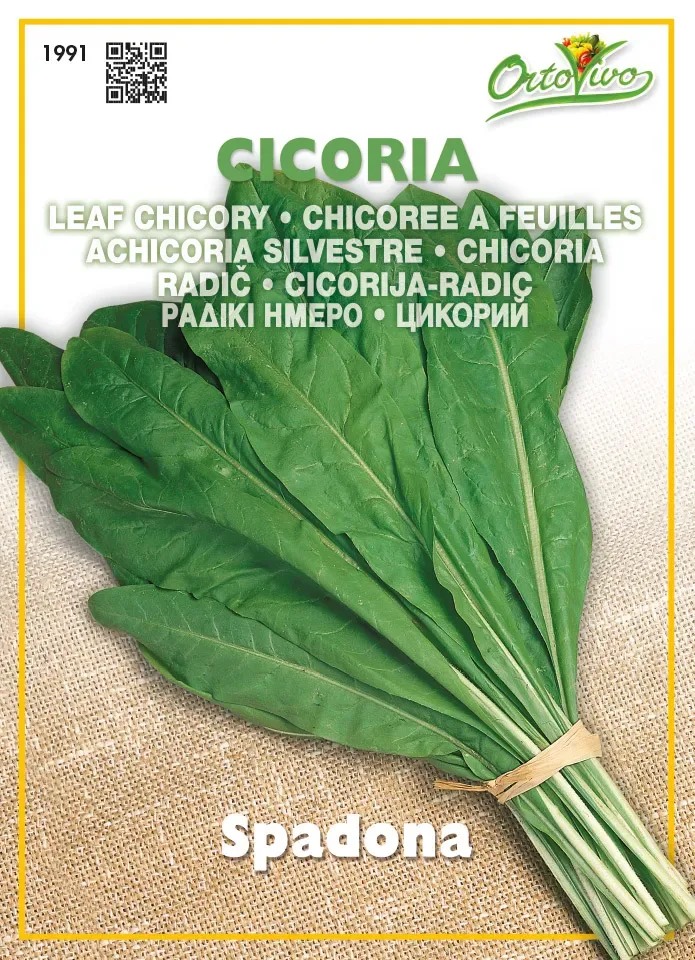 Sobre Semillas Ortovivo Achicoria Spadona1