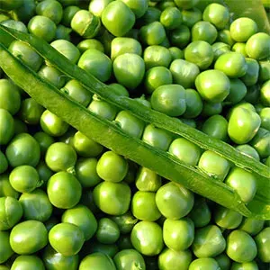 Semillas de Arvejas Utrillo Mejorada Terranova Seeds 5 Kgs1