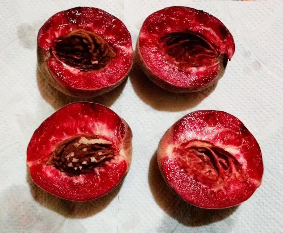 Árbol Frutal Durazno Betarraga1