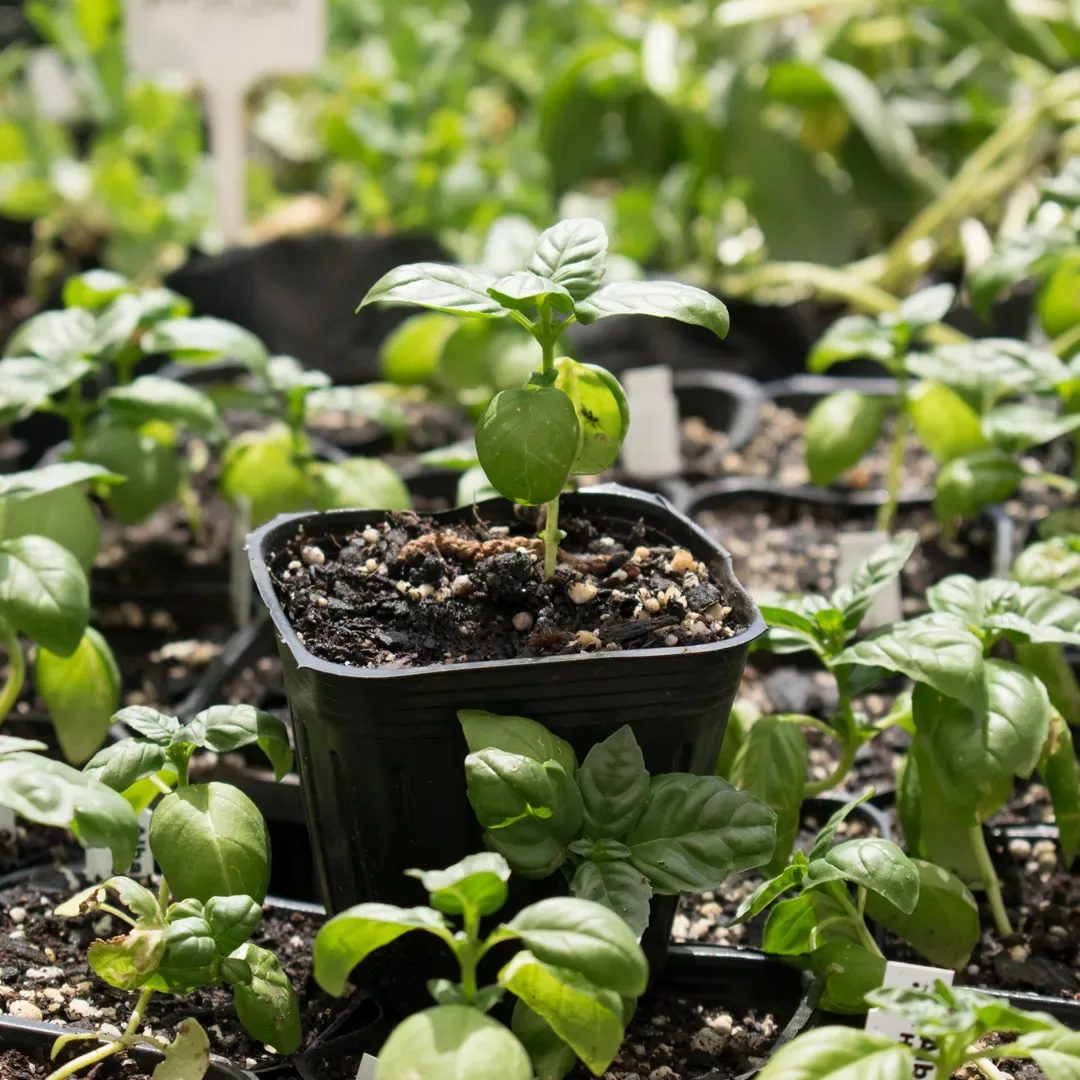 Albahaca Genovesa Almacigo Individual1