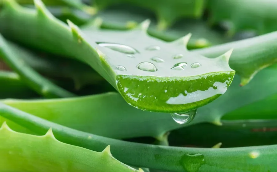 Planta Aloe Vera grande1