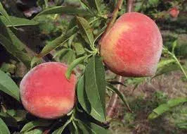 Árbol Frutal Durazno Dixie Red1