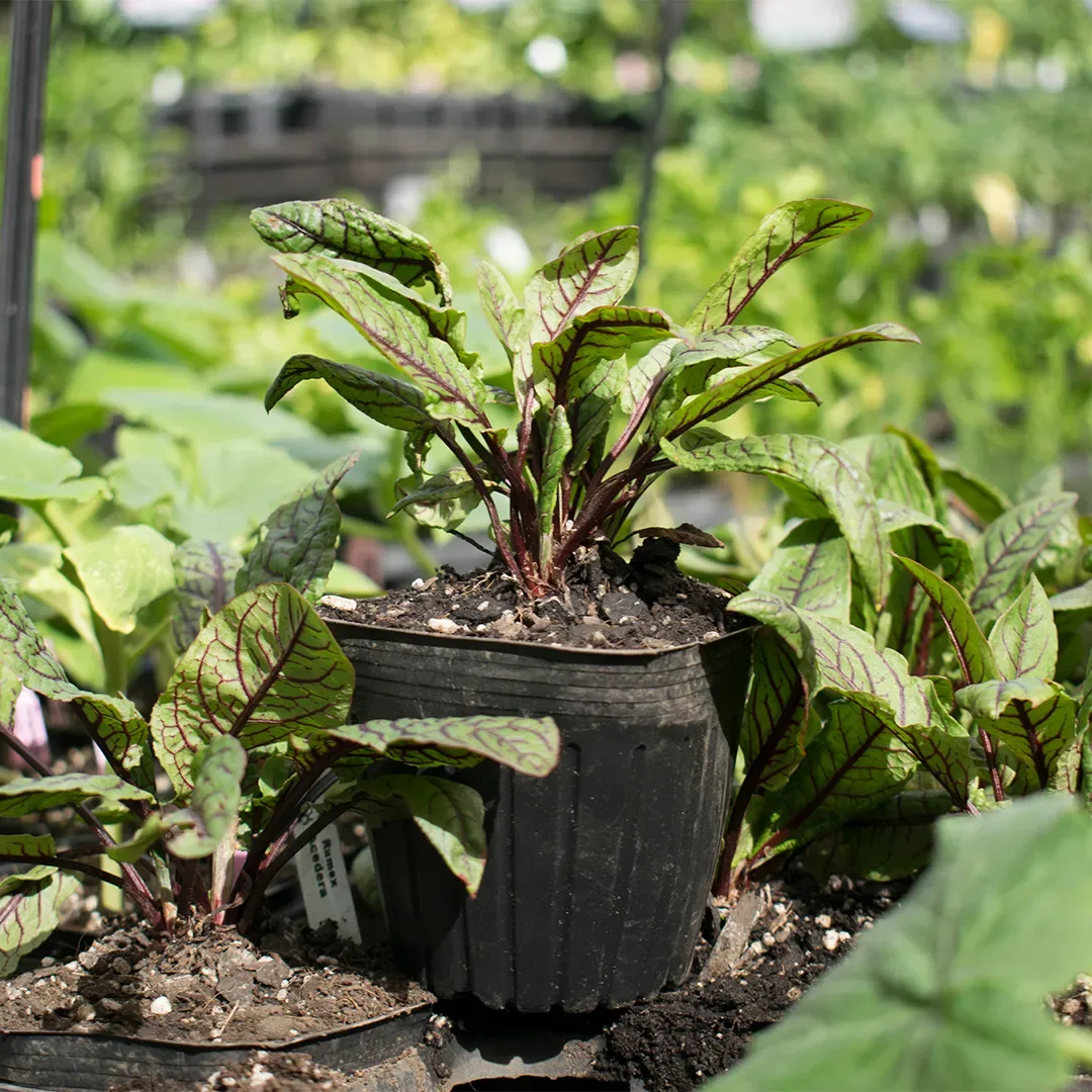 Almacigo Rumex1