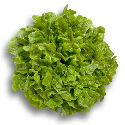 Lechuga Kibrille peletizada (verano) Sobre 3 gramos1