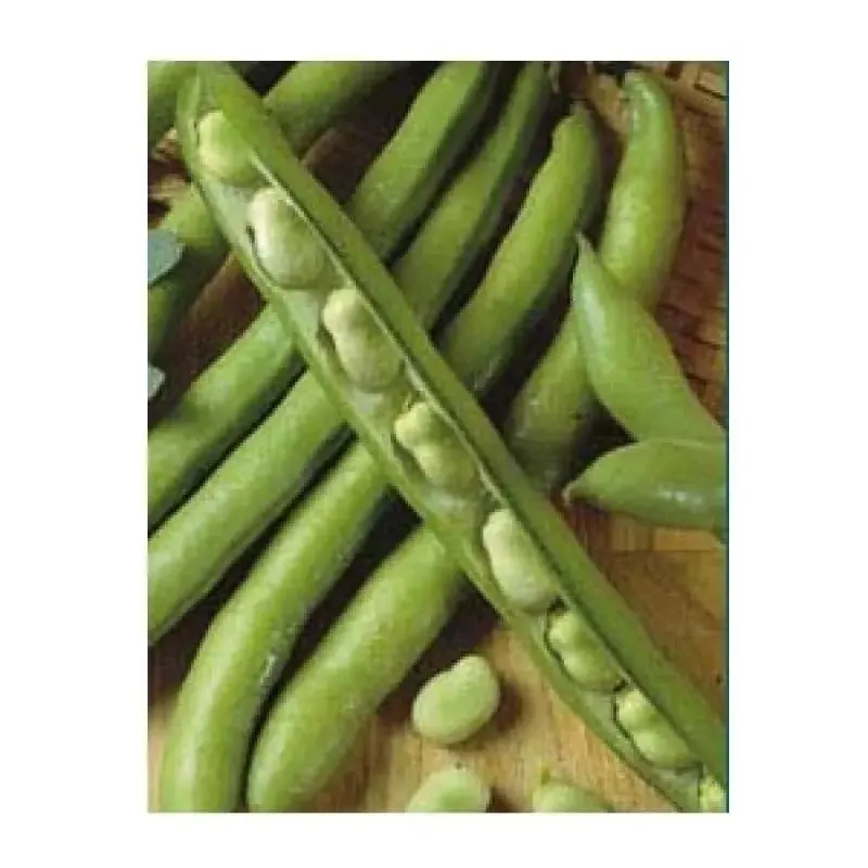 Semilla Haba Alba (Luz de Otoño) Terranova Seeds 20 grs1