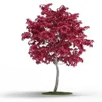 Acer Japonico 1.5 mts a 2 mts1