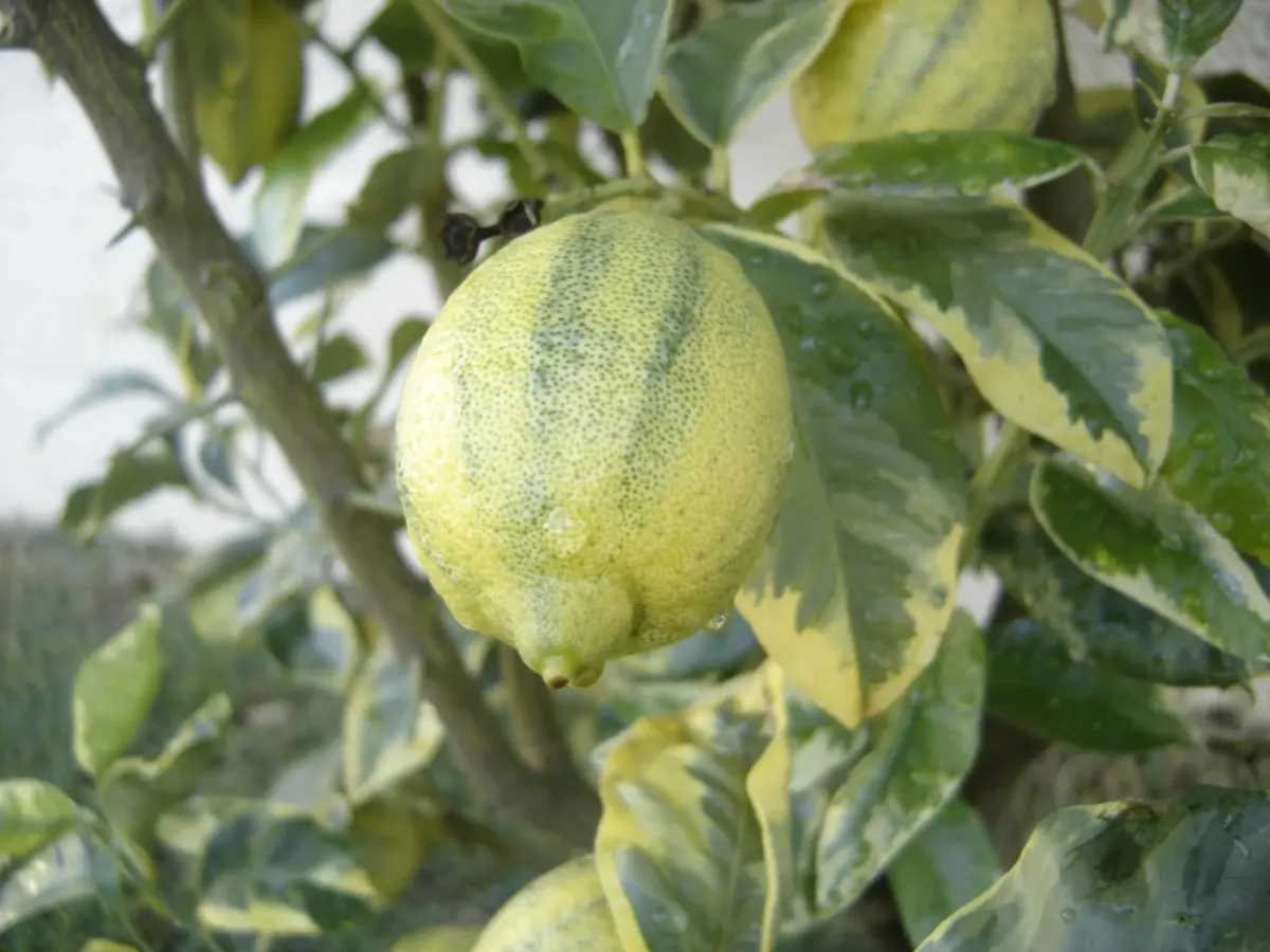 Árbol Frutal Limón Variegado1