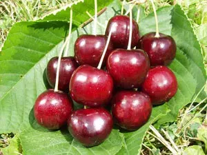 Arbol Frutal Cerezo Brooks1