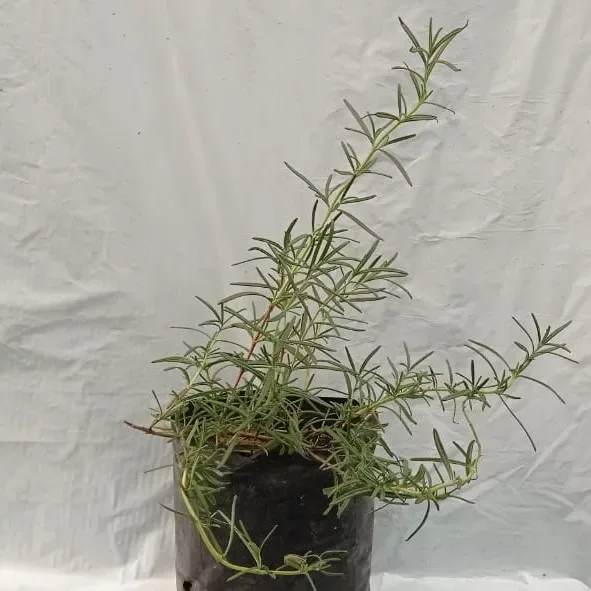 Planta Romero Grande1