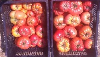 Tomate Mix 20 semillas1