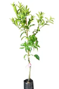 Árbol Frutal Mandarino Hoja Sauce1