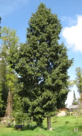 Arbol Laurel del Sur1