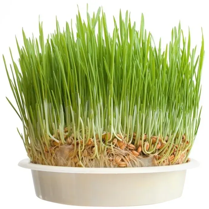 Semillas libres de químicos para brotes Avena 1 kg2