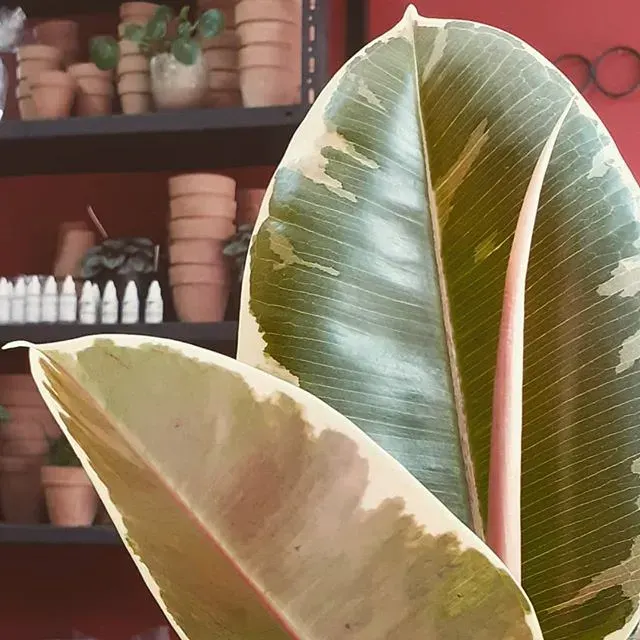 Planta de Interior Gomero Lemon Green Grande1