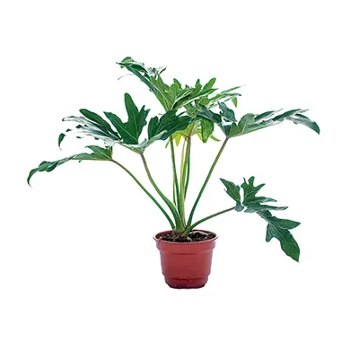 Planta de Interior Filodendro Paraguayo1