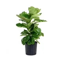 Planta de Interior Ficus Lyrata Mediano1