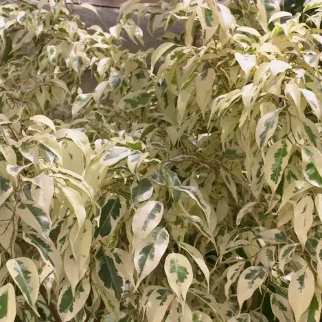 Planta de Interior Ficus Hawaii mediano1