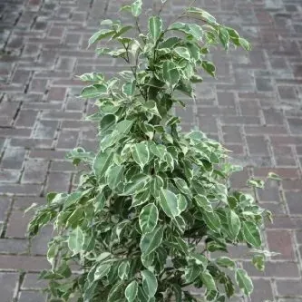 Planta de Interior Ficus Español variegado mediano1