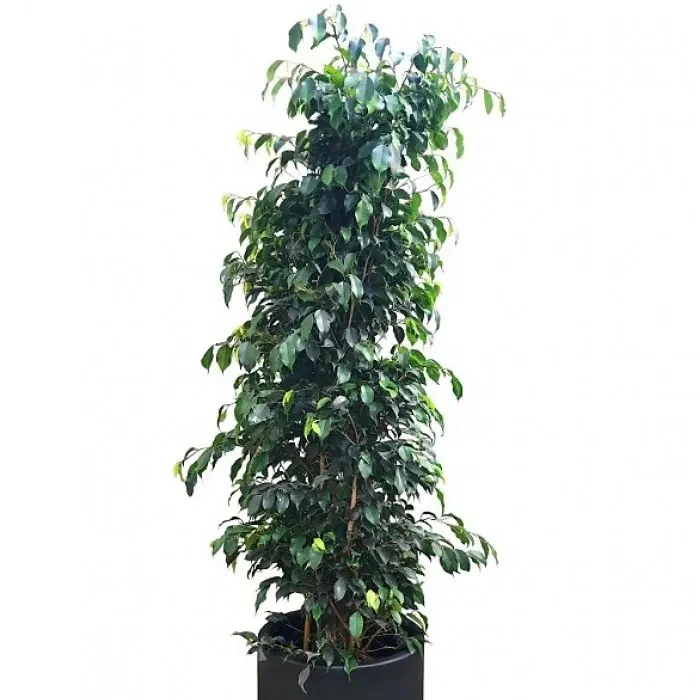 Planta de Interior Ficus Negro mediano1