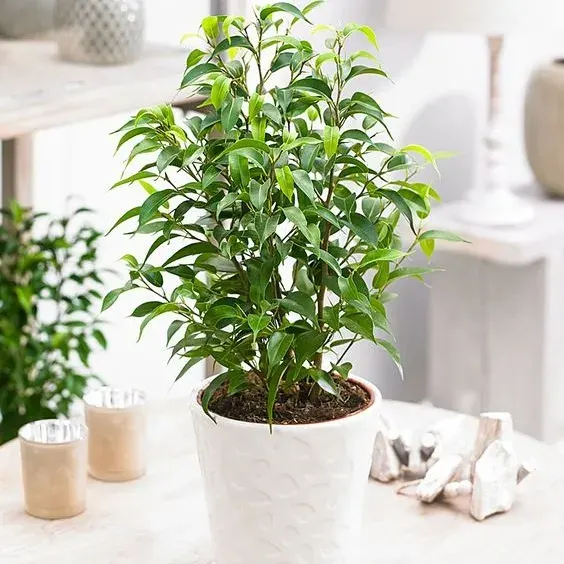 Planta de Interior Ficus bonsai enano1