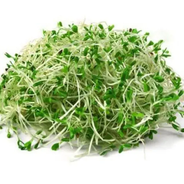 Semillas libres de químicos para brotes Alfalfa 100 gr1