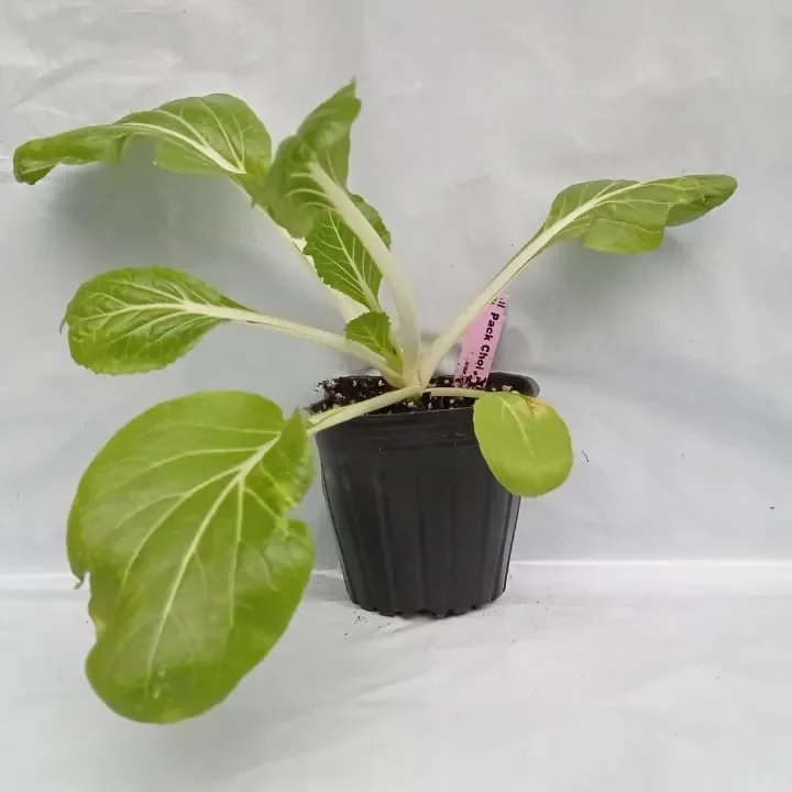 Planta de Pak Choi Verde1
