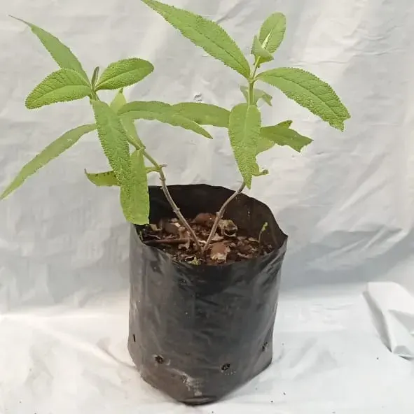 Planta Matico1