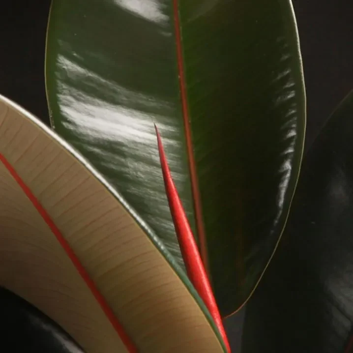 Planta de Interior Gomero Rojo Burgundy pequeño1