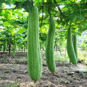 Semillas de Luffa Orgánica 10 semillas2