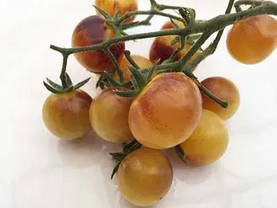 Sobre Semillas Tomate Antiguo Orgánico # 18 Cream 15 Semillas1
