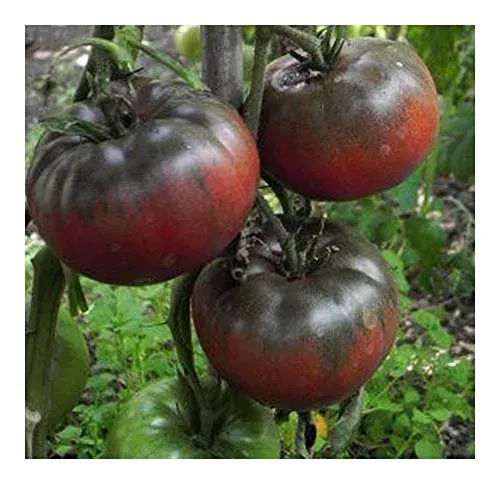 Sobre Semillas Tomate Antiguo Orgánico # 37 Black From Tula 10 Semillas2